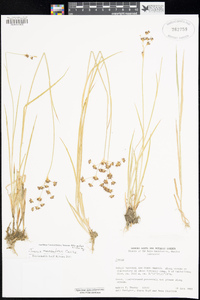 Juncus macrandrus image