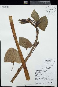 Fallopia japonica image