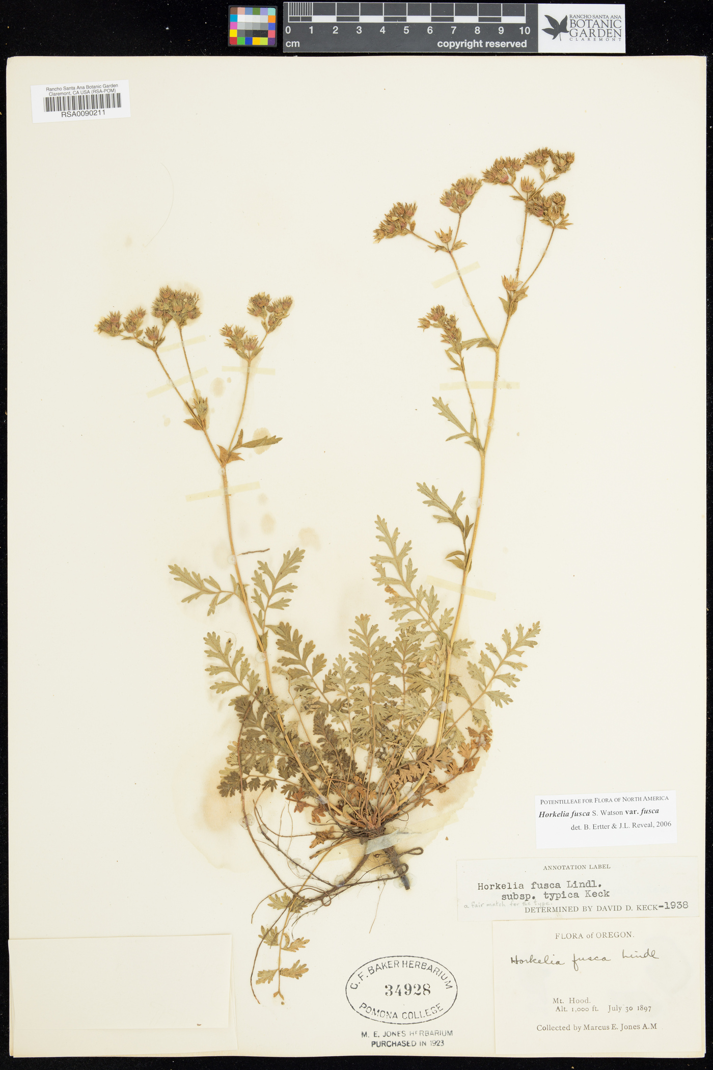 Horkelia fusca subsp. fusca image