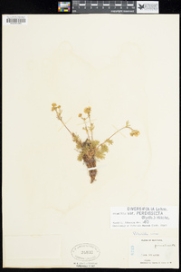 Potentilla glaucophylla image