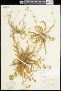 Ivesia kingii image