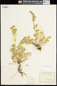 Image of Drymocallis arizonica