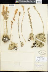 Petrophytum caespitosum image