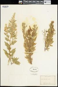 Chamaebatiaria millefolium image