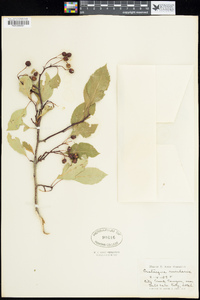 Crataegus rivularis image