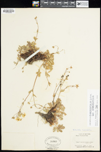 Potentilla × diversifolia image