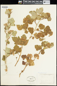 Physocarpus monogynus image