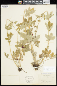 Potentilla thurberi var. atrorubens image