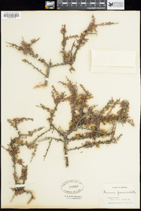 Prunus fasciculata image