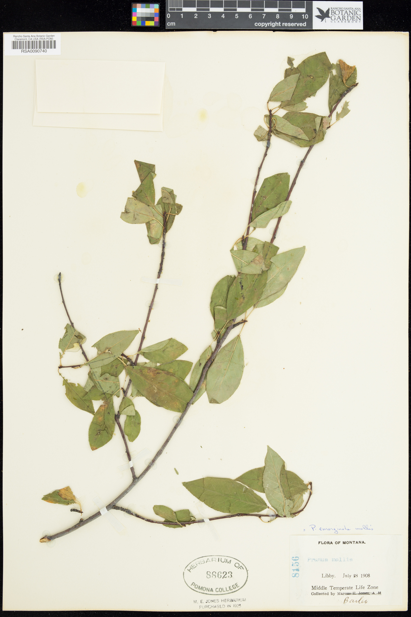 Prunus emarginata var. mollis image