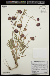 Salvia columbariae image