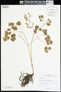 Thalictrum dioicum image