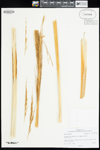 Arundo donax image