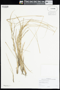 Image of Brachiaria polyphylla