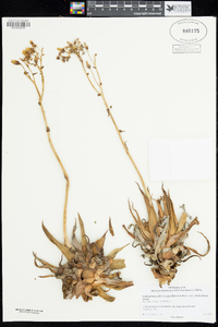 Dudleya saxosa subsp. aloides image