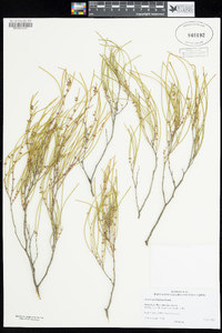 Acacia multispicata image