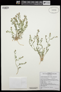 Lepidium lasiocarpum image