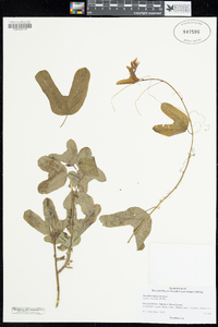 Passiflora mexicana image