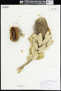 Image of Banksia sceptrum