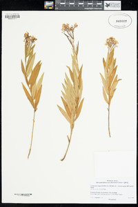 Chamerion angustifolium image