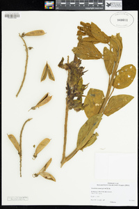 Image of Crotalaria cunninghamii