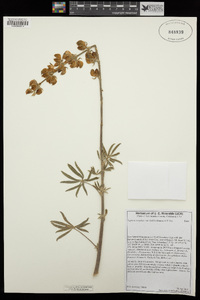 Lupinus excubitus var. hallii image