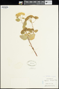 Spiraea betulifolia var. corymbosa image