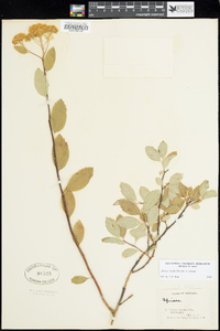 Spiraea lucida image