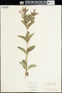 Bouvardia triphylla image