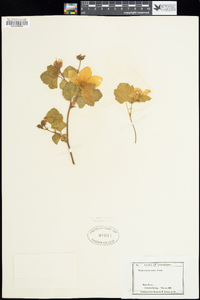 Rubus deliciosus image