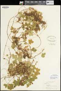 Rubus pedatus image