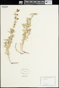 Galium boreale image