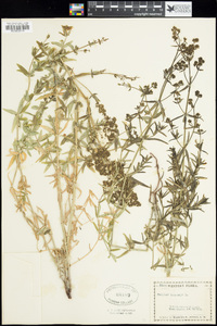 Galium boreale image