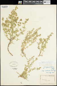 Galium hypotrichium subsp. nevadense image