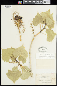 Populus deltoides subsp. wislizeni image