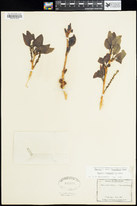 Populus angustifolia image