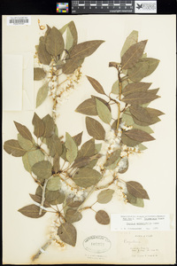 Populus angustifolia image