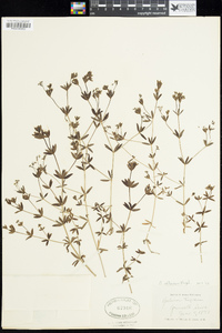 Galium obtusum image