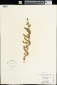 Image of Salix myrtillifolia