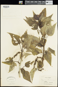 Populus trichocarpa image