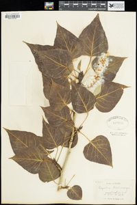 Populus trichocarpa image