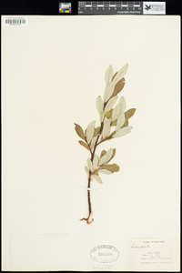 Salix pellita image