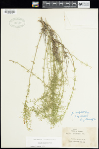 Galium wrightii image