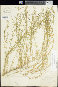 Galium wrightii image