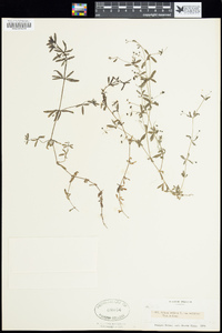 Galium obtusum subsp. obtusum image