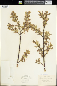 Salix myrtillifolia image