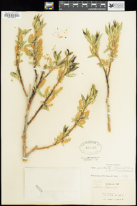 Salix lucida subsp. caudata image