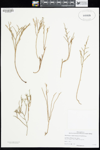Image of Muellerolimon salicorniaceum