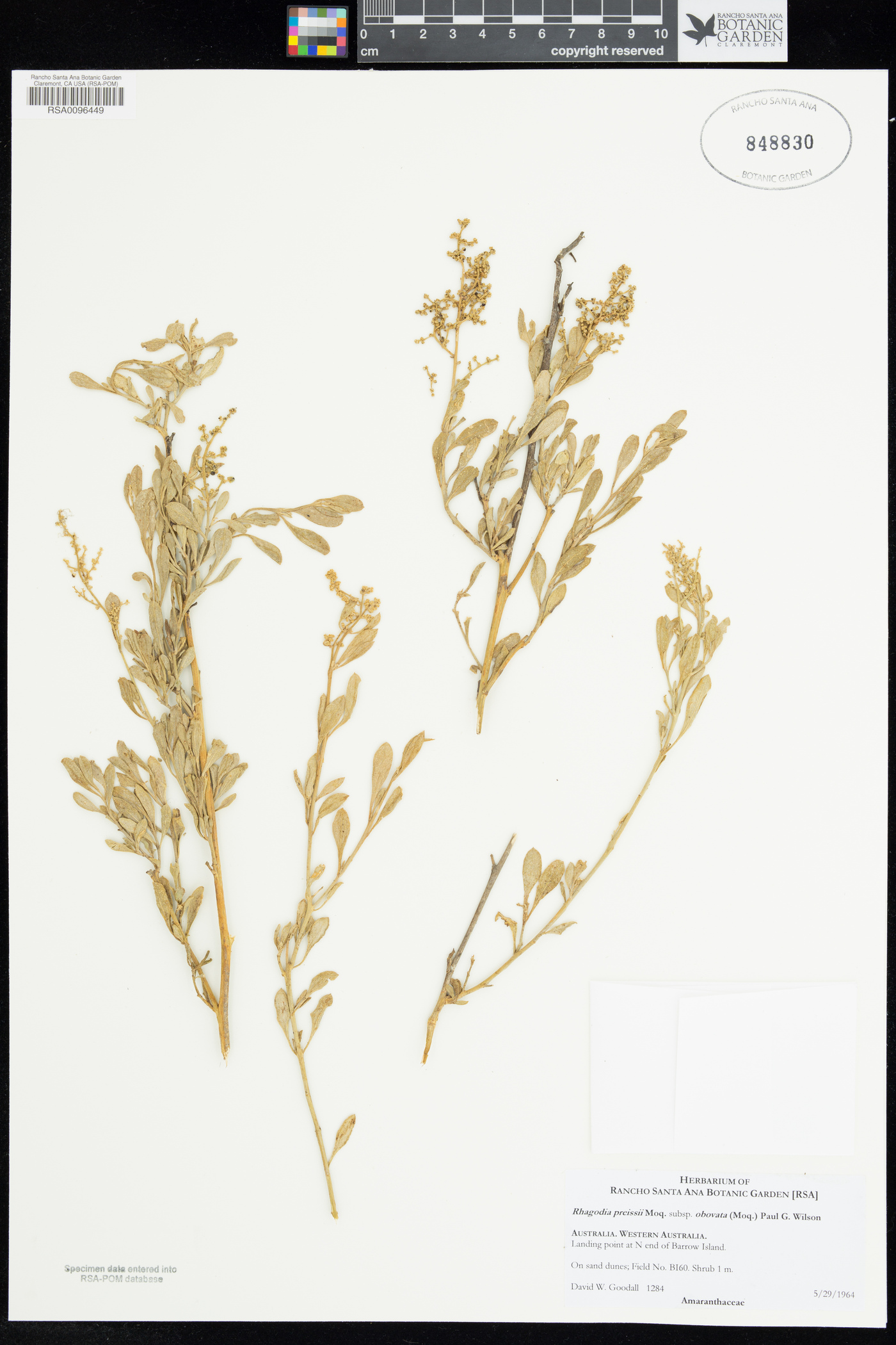 Chenopodium preissii subsp. obovatum image