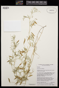 Vicia hassei image